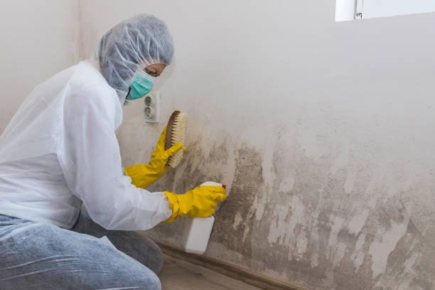 Mold Odor Removal Services in Knob Noster, MO